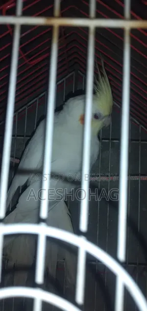 Cockatiel bird for sale
