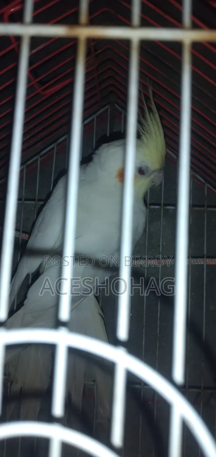 Cockatiel bird for sale