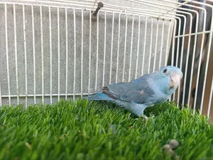 Forpass Running Female
