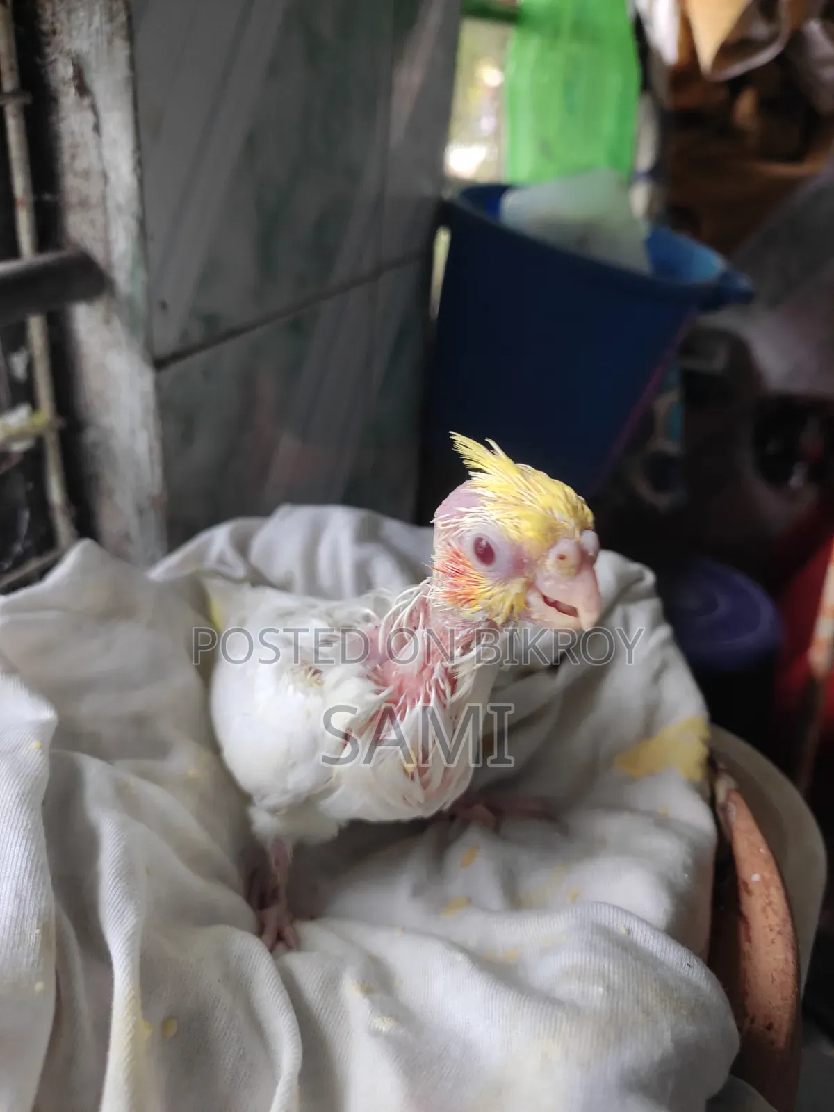 Tame Size Lutino Cockatiel Baby