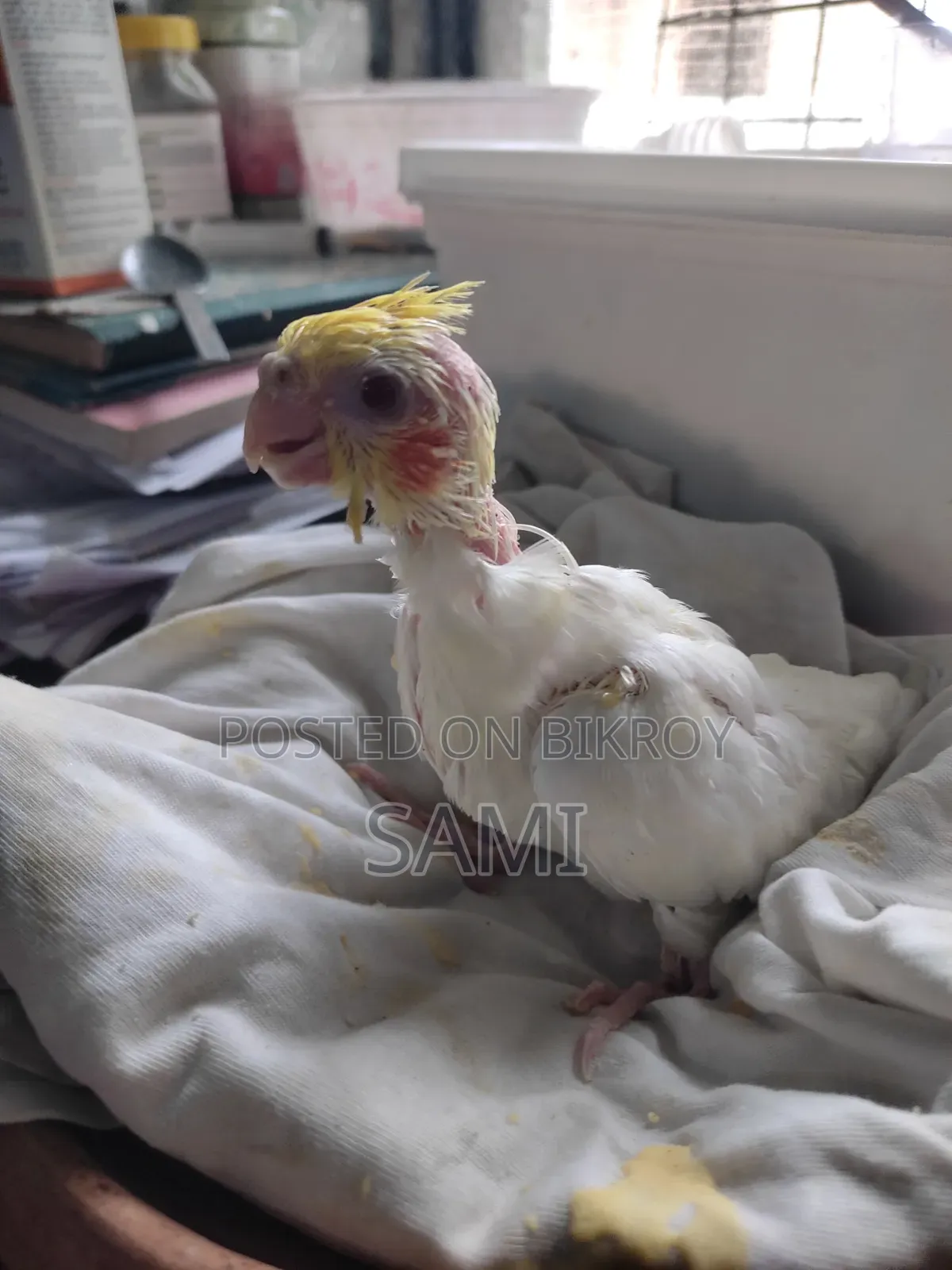 Tame Size Lutino Cockatiel Baby