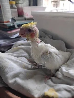 Tame Size Lutino Cockatiel Baby