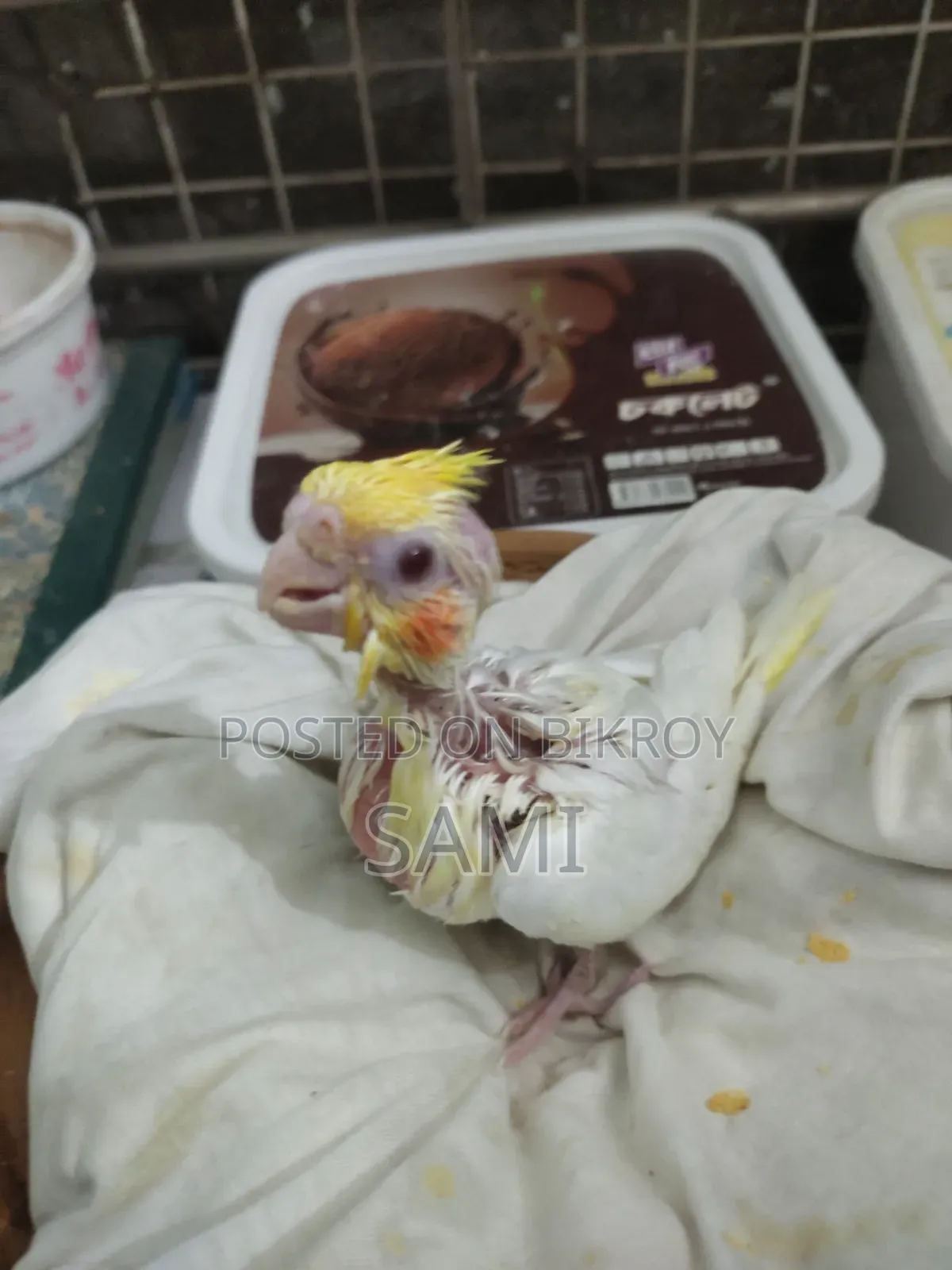 Tame Size Lutino Cockatiel Baby