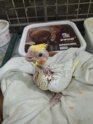 Tame Size Lutino Cockatiel Baby