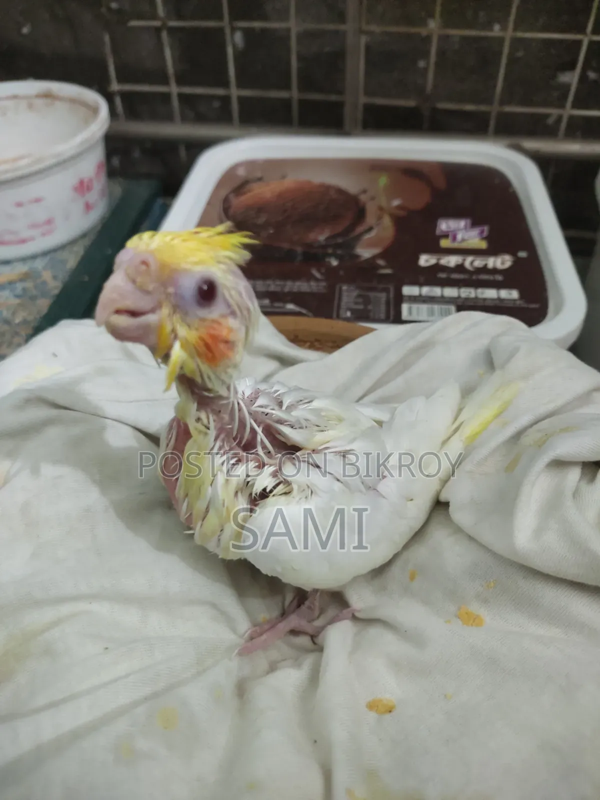 Tame Size Lutino Cockatiel Baby