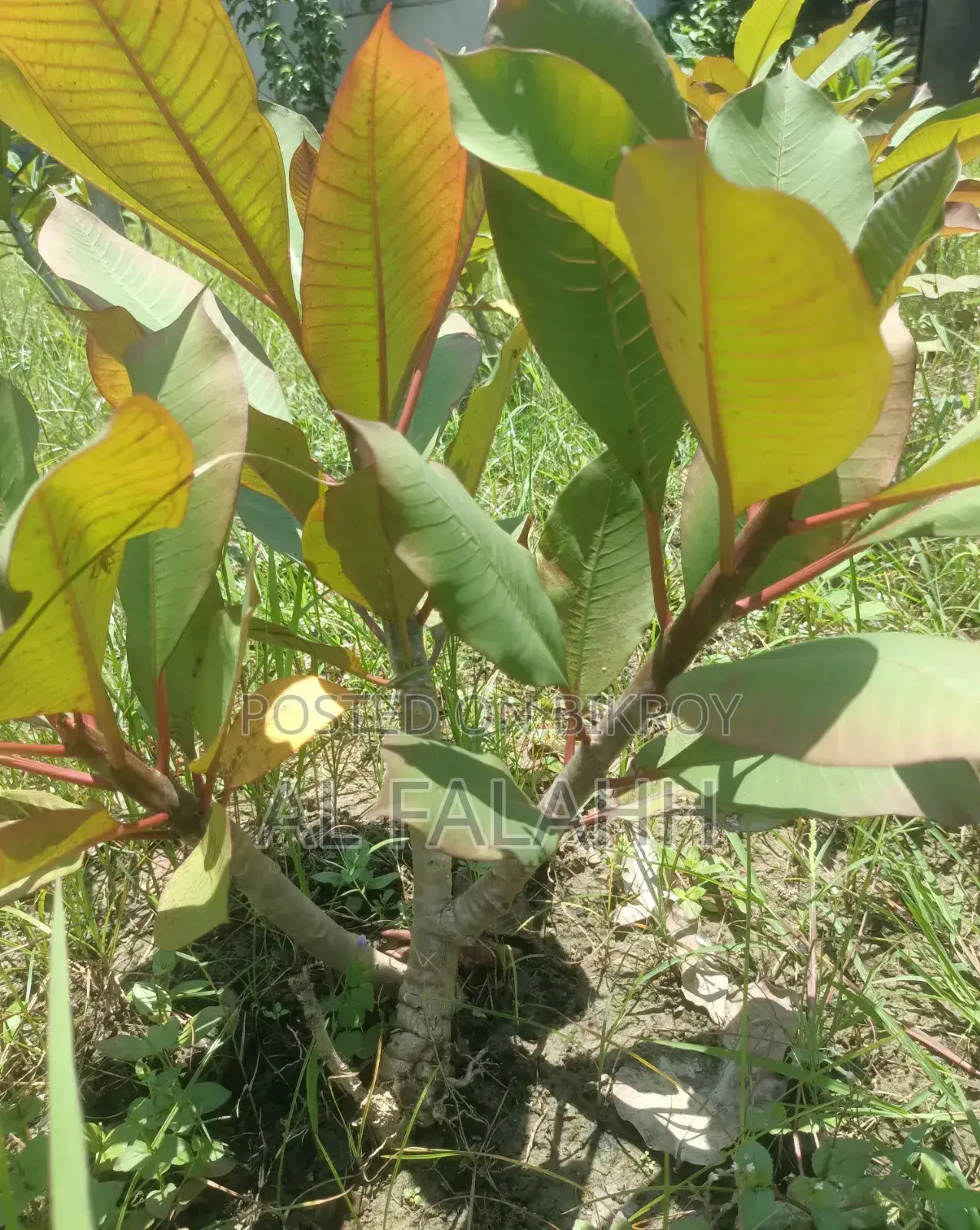Plumeria Sapling