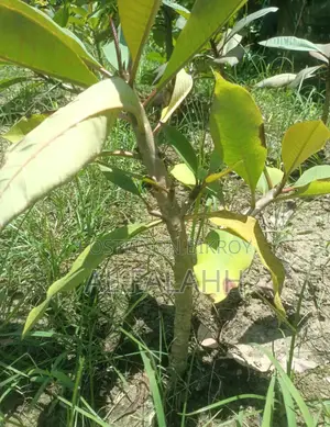 Plumeria Sapling