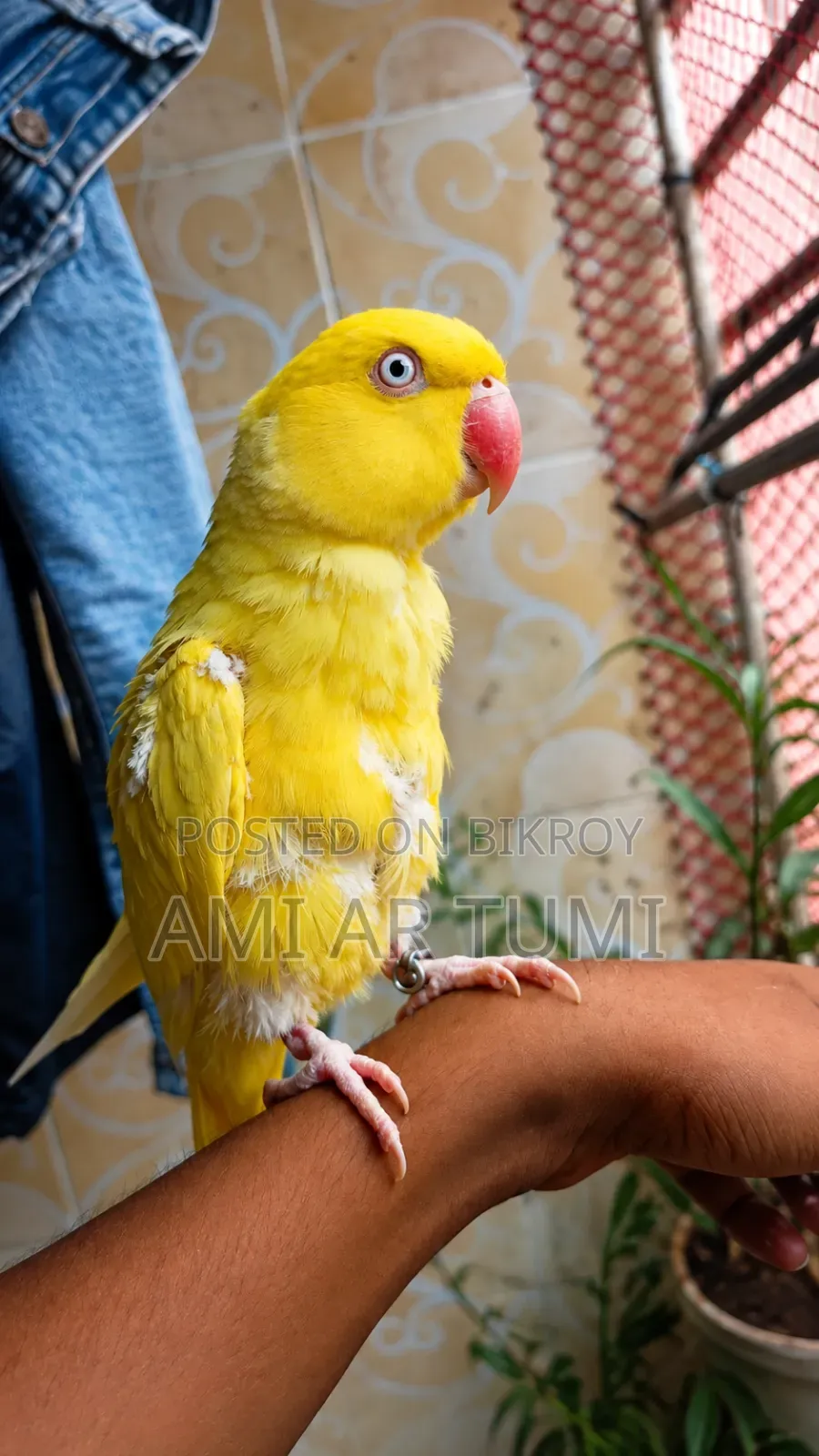 Ringneck Parrot