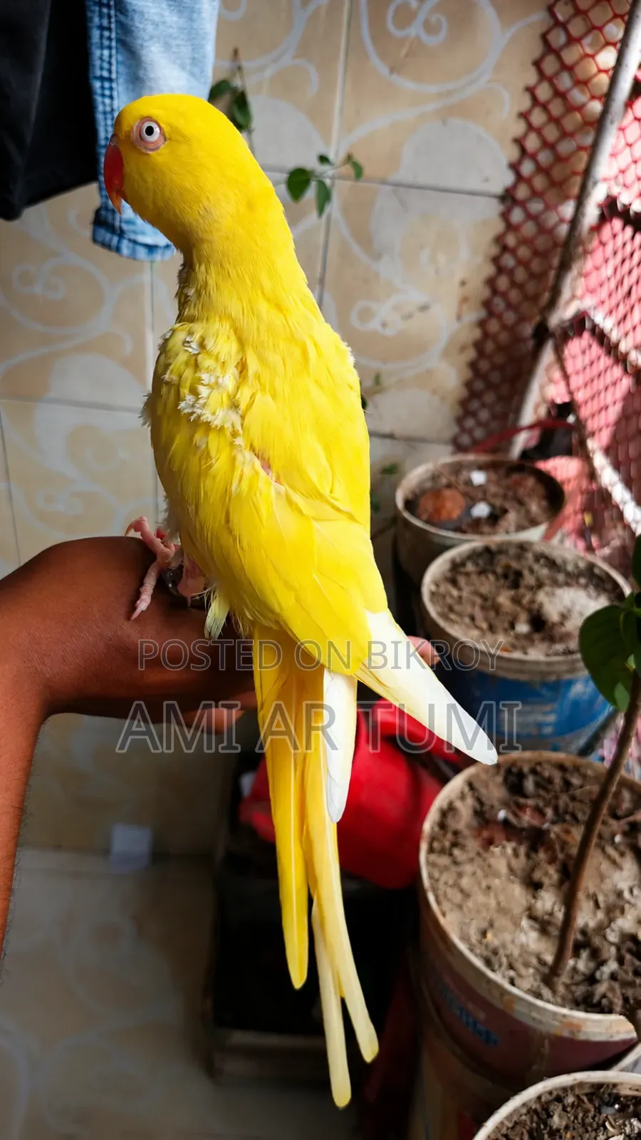 Ringneck Parrot