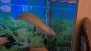 1 Pair Cat Fish Is Up for Sale