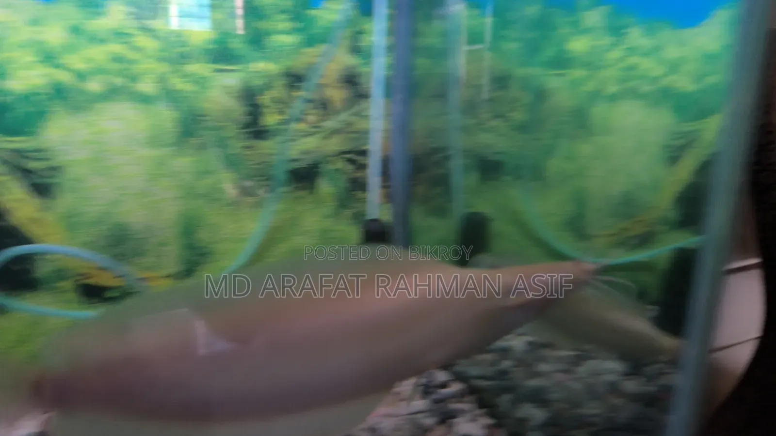 1 Pair Cat Fish Is Up for Sale