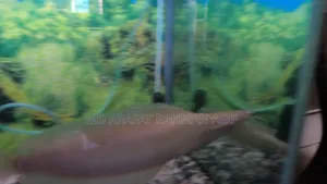1 Pair Cat Fish Is Up for Sale