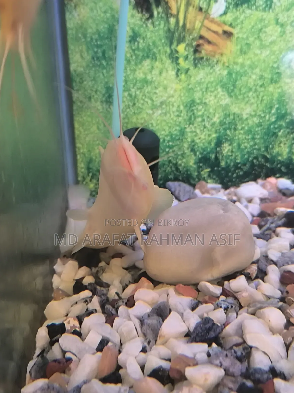 1 Pair Cat Fish Is Up for Sale