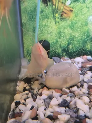 1 Pair Cat Fish Is Up for Sale