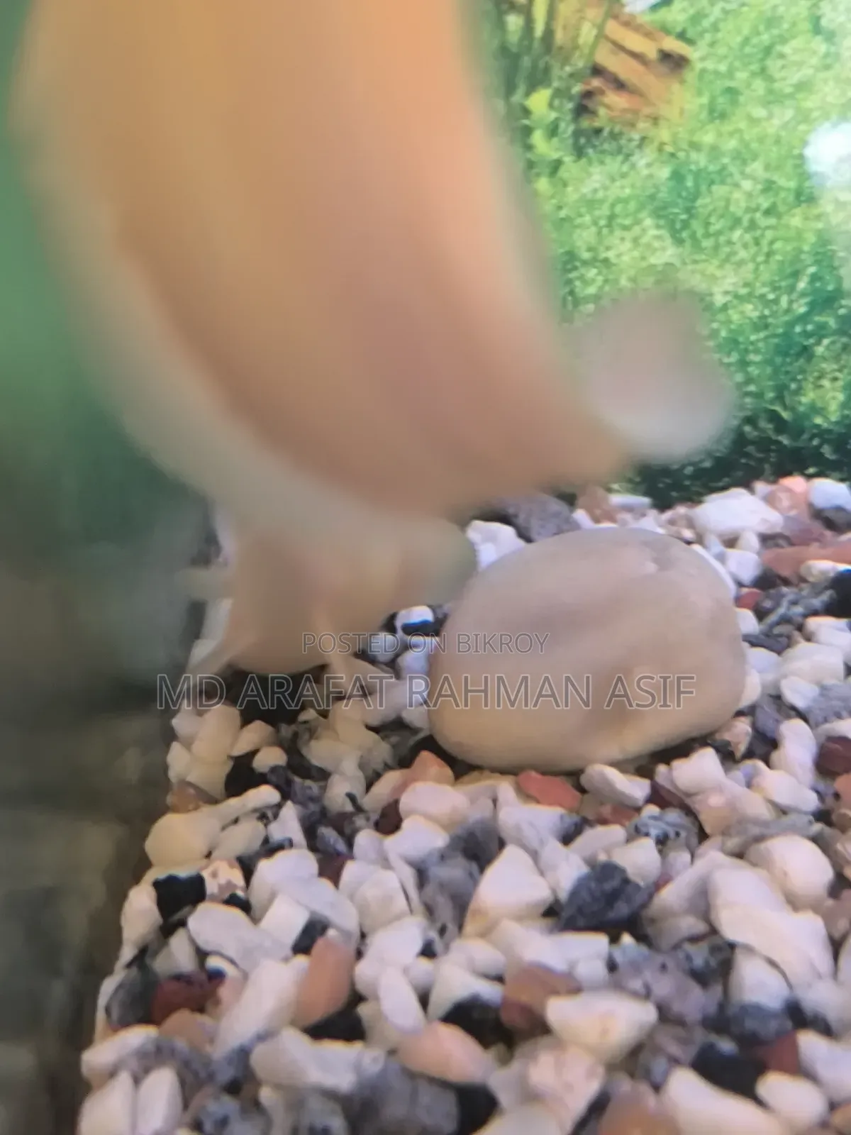 1 Pair Cat Fish Is Up for Sale