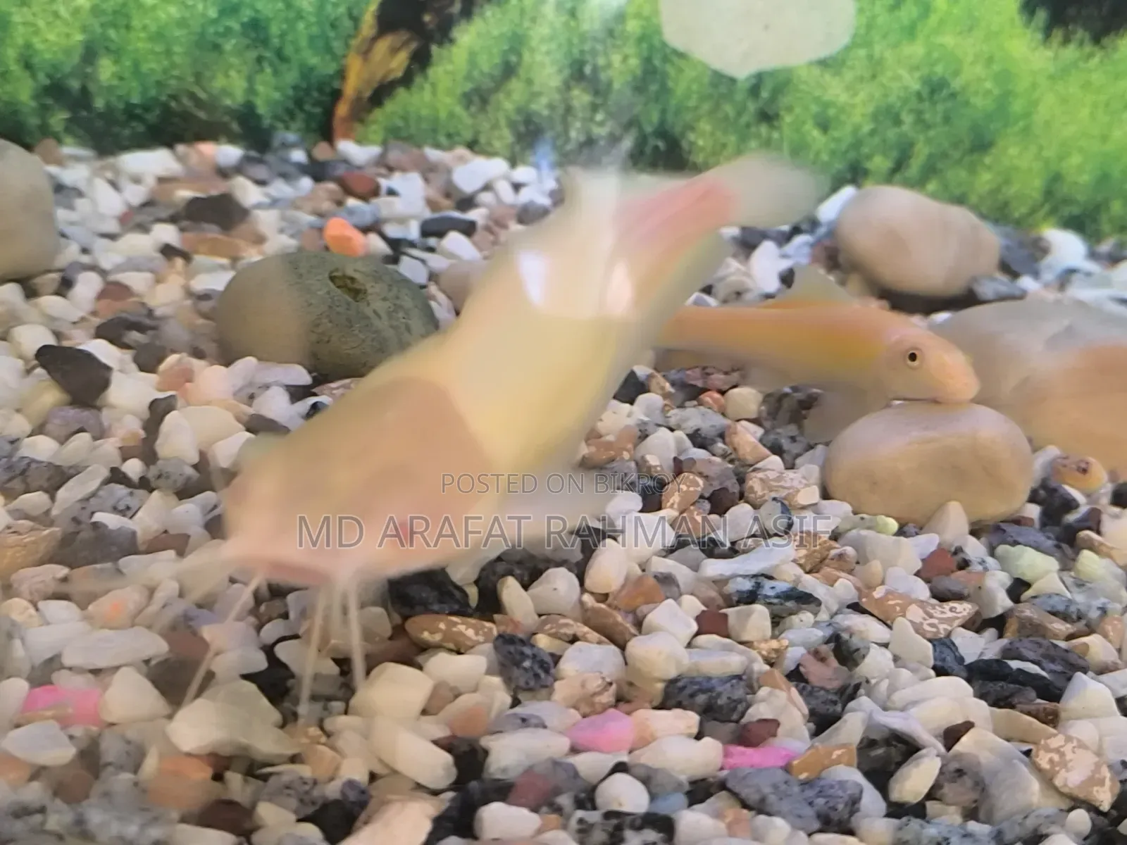 1 Pair Cat Fish Is Up for Sale