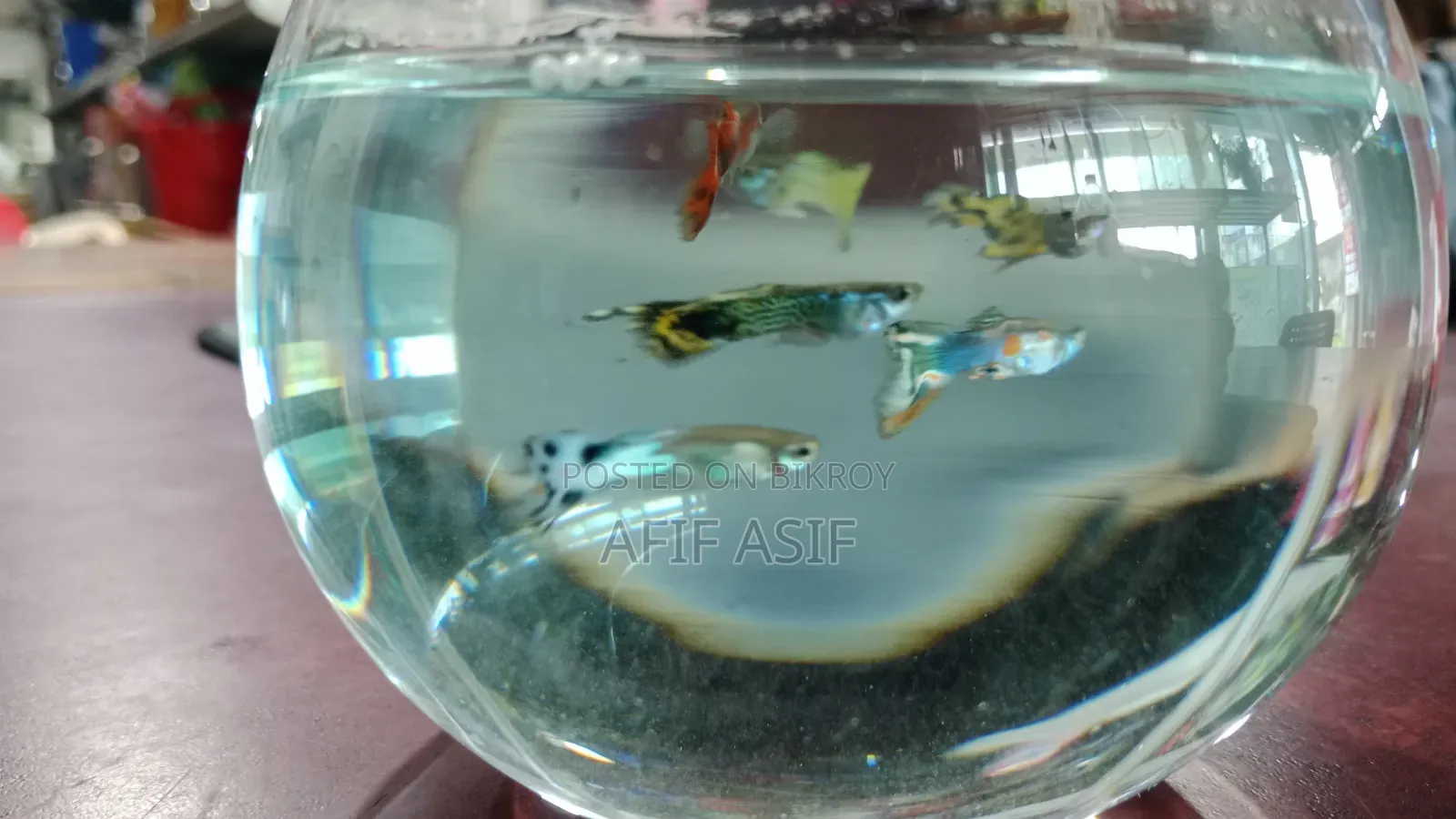 মিক্সড গাপ্পি বিক্রির জন্য