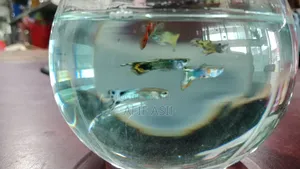 মিক্সড গাপ্পি বিক্রির জন্য