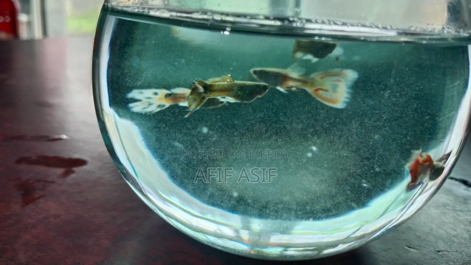 মিক্সড গাপ্পি বিক্রির জন্য
