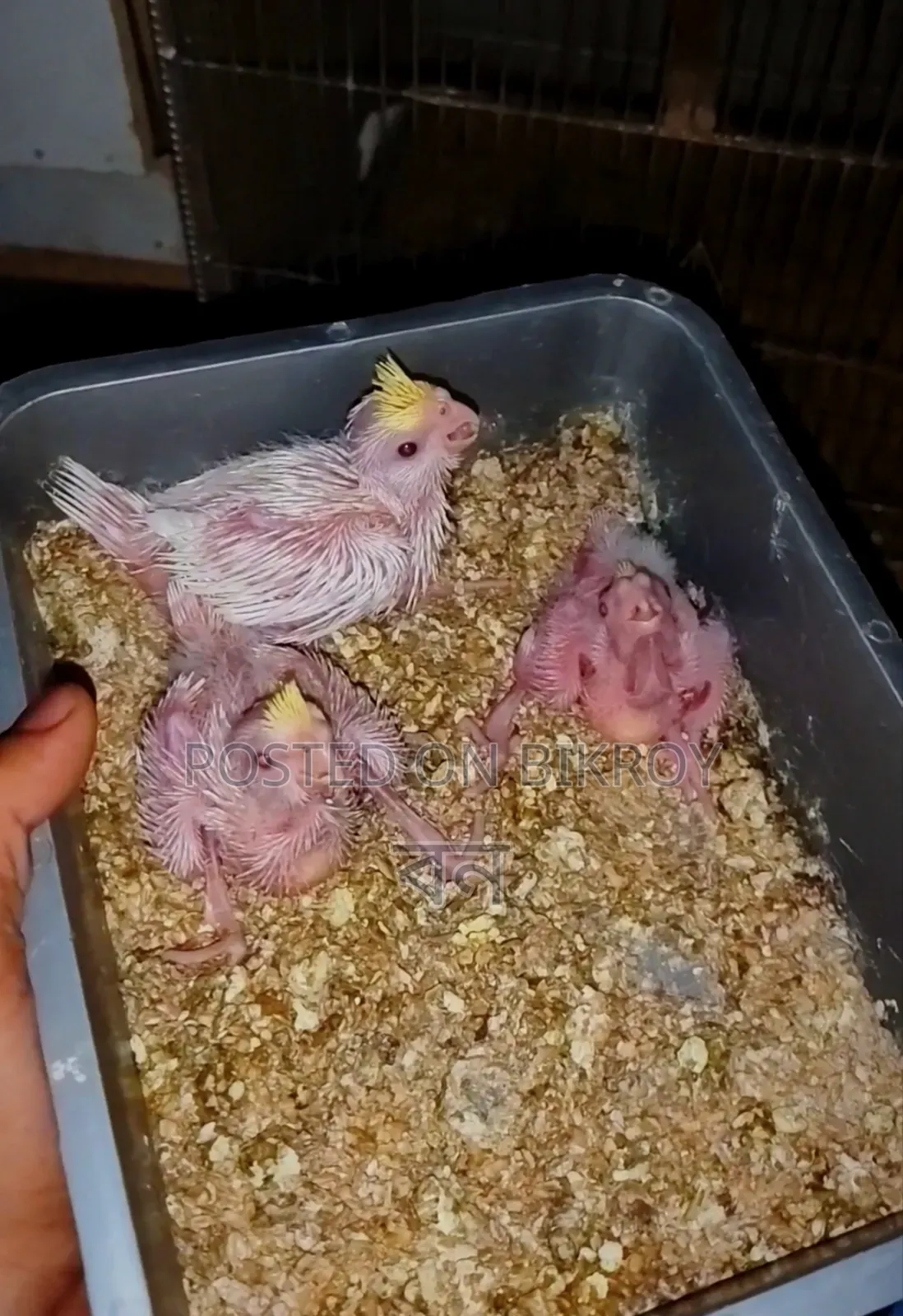Cockatiel Bird