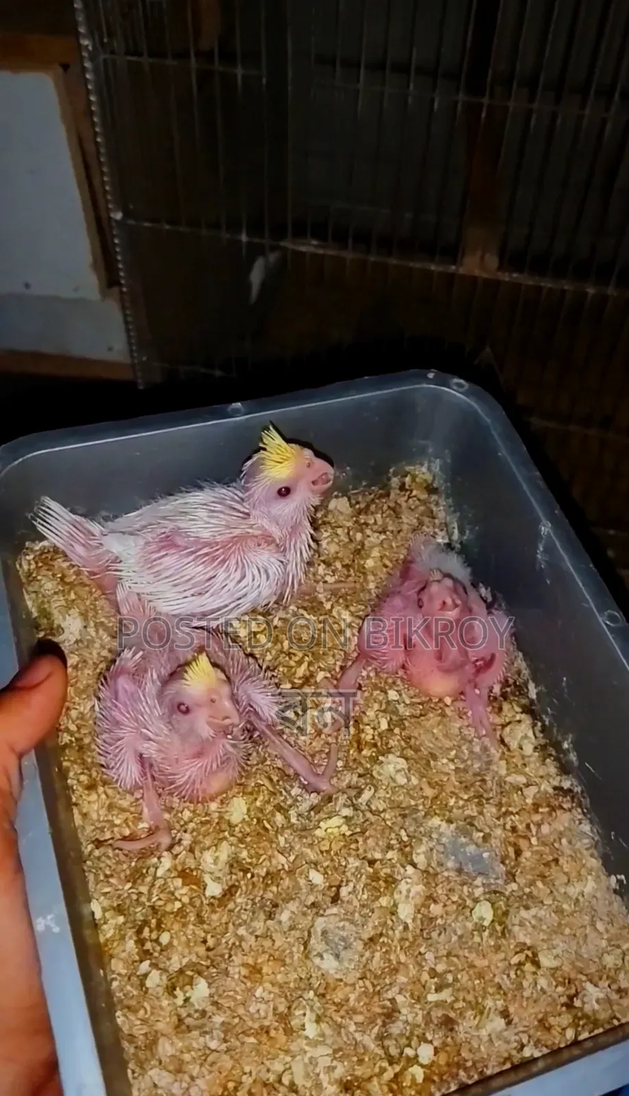 Cockatiel Bird