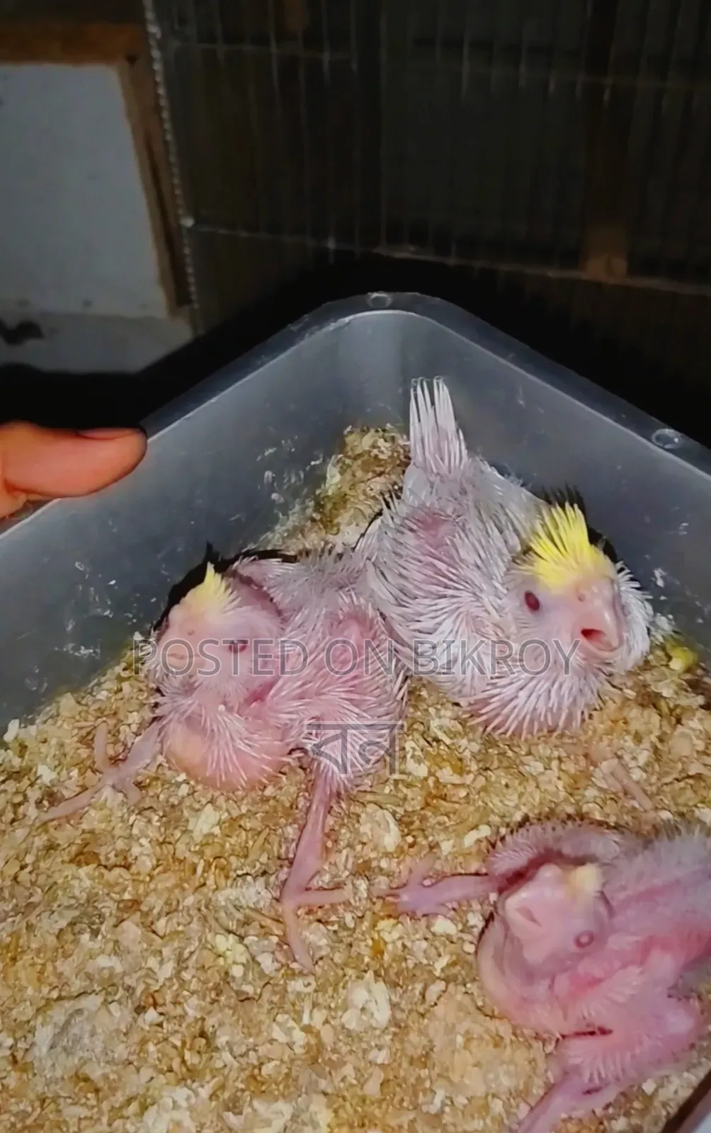 Cockatiel Bird