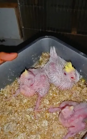 Cockatiel Bird