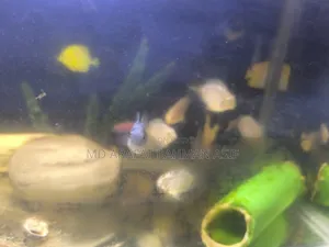 6 Pair of Polar Parrot Fish Is Up for Sale