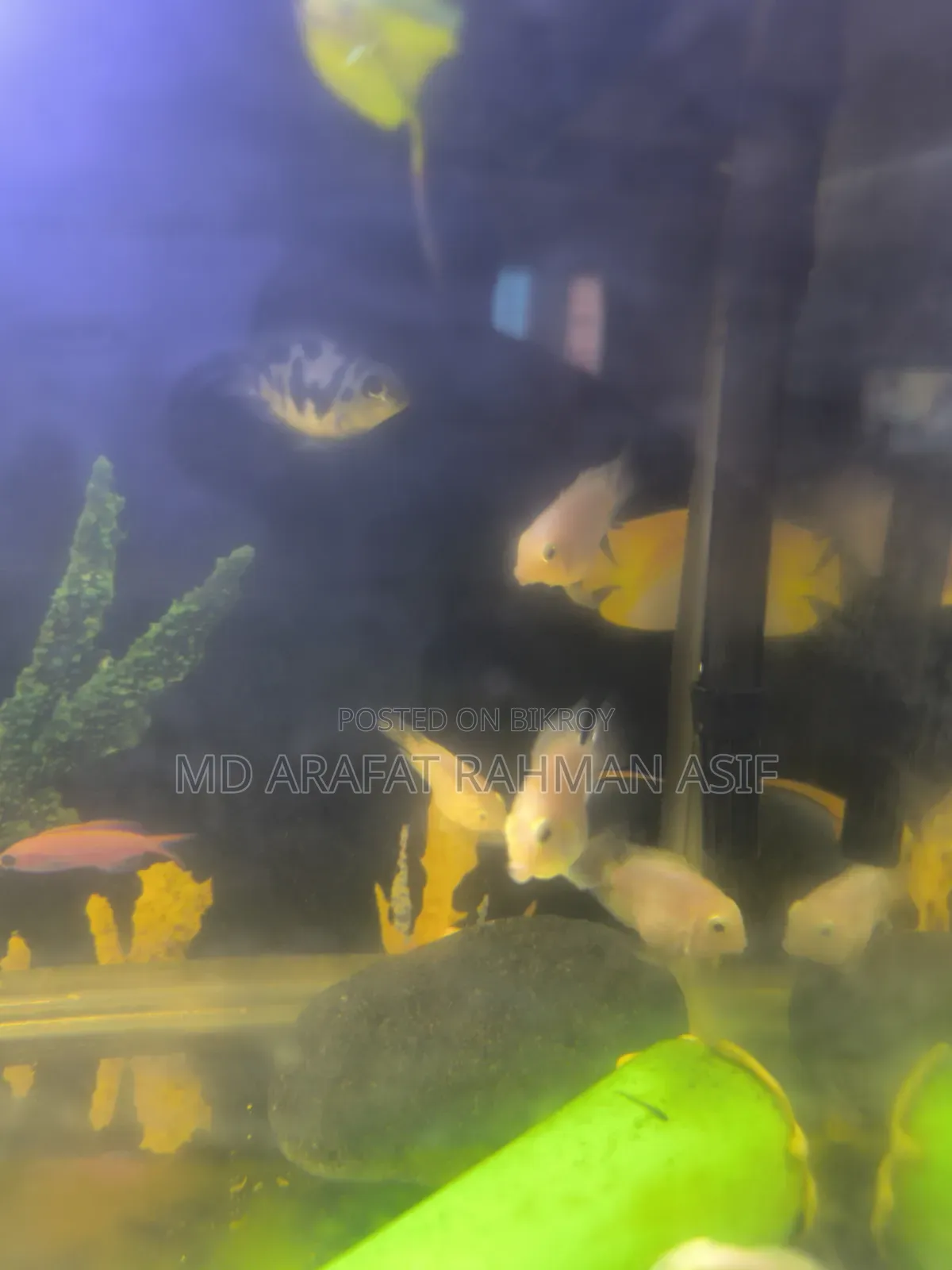 6 Pair of Polar Parrot Fish Is Up for Sale