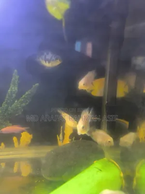 6 Pair of Polar Parrot Fish Is Up for Sale