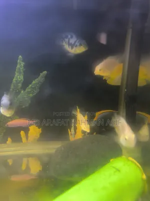 6 Pair of Polar Parrot Fish Is Up for Sale