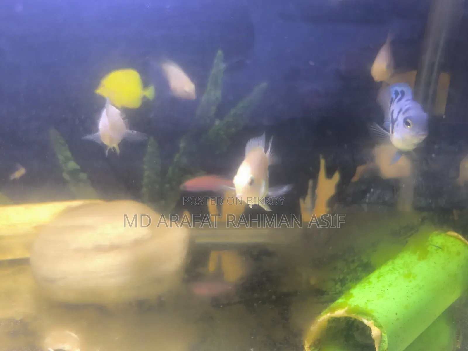 6 Pair of Polar Parrot Fish Is Up for Sale