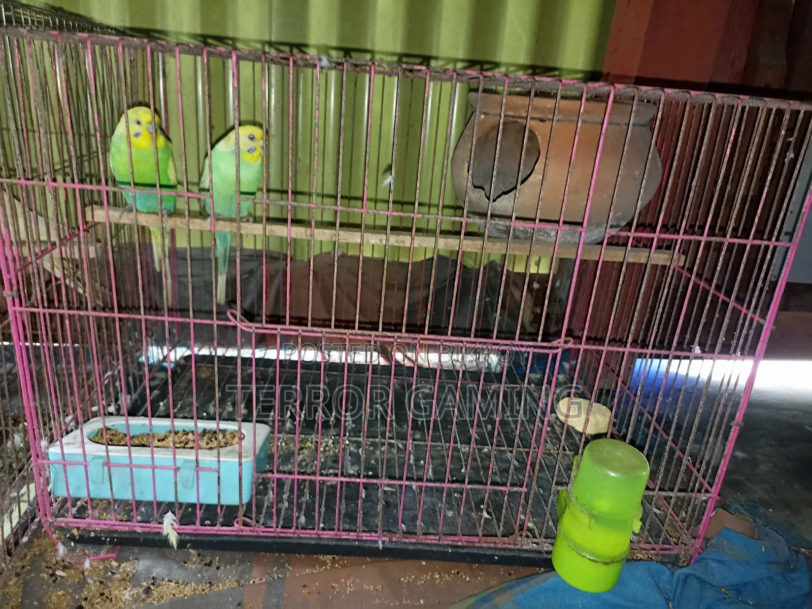 ফুল রানিং সেটআপ সহ বিক্রি হচ্ছে।