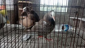 ৩ পিস মুখী কবুতরের বাচ্চা আছে।