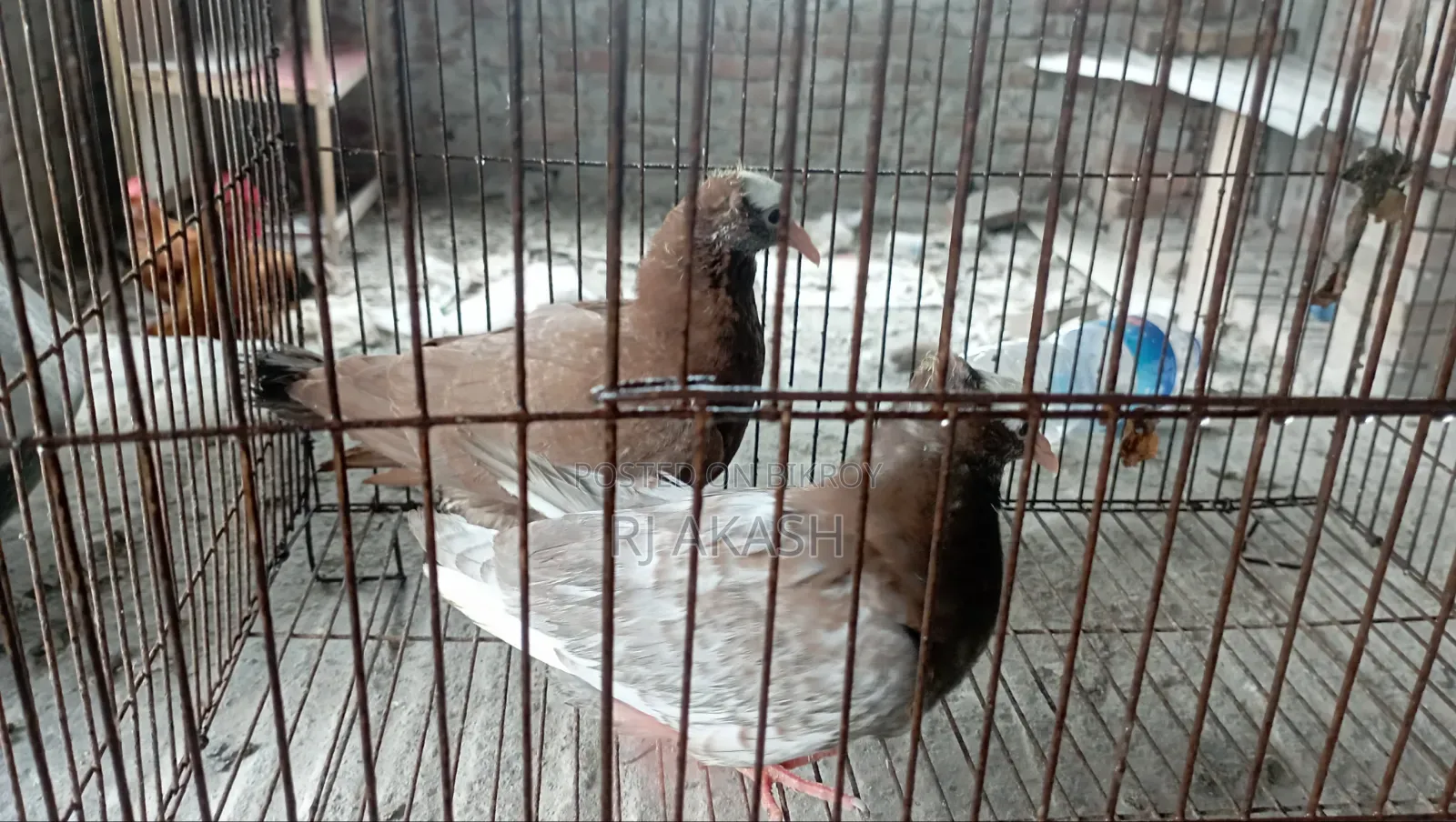 3 Pieces Mukkhi Pigeon Babies Available.