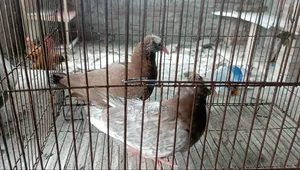 3 Pieces Mukkhi Pigeon Babies Available.