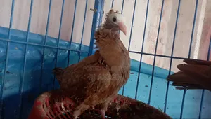 3 Pieces Mukkhi Pigeon Babies Available.