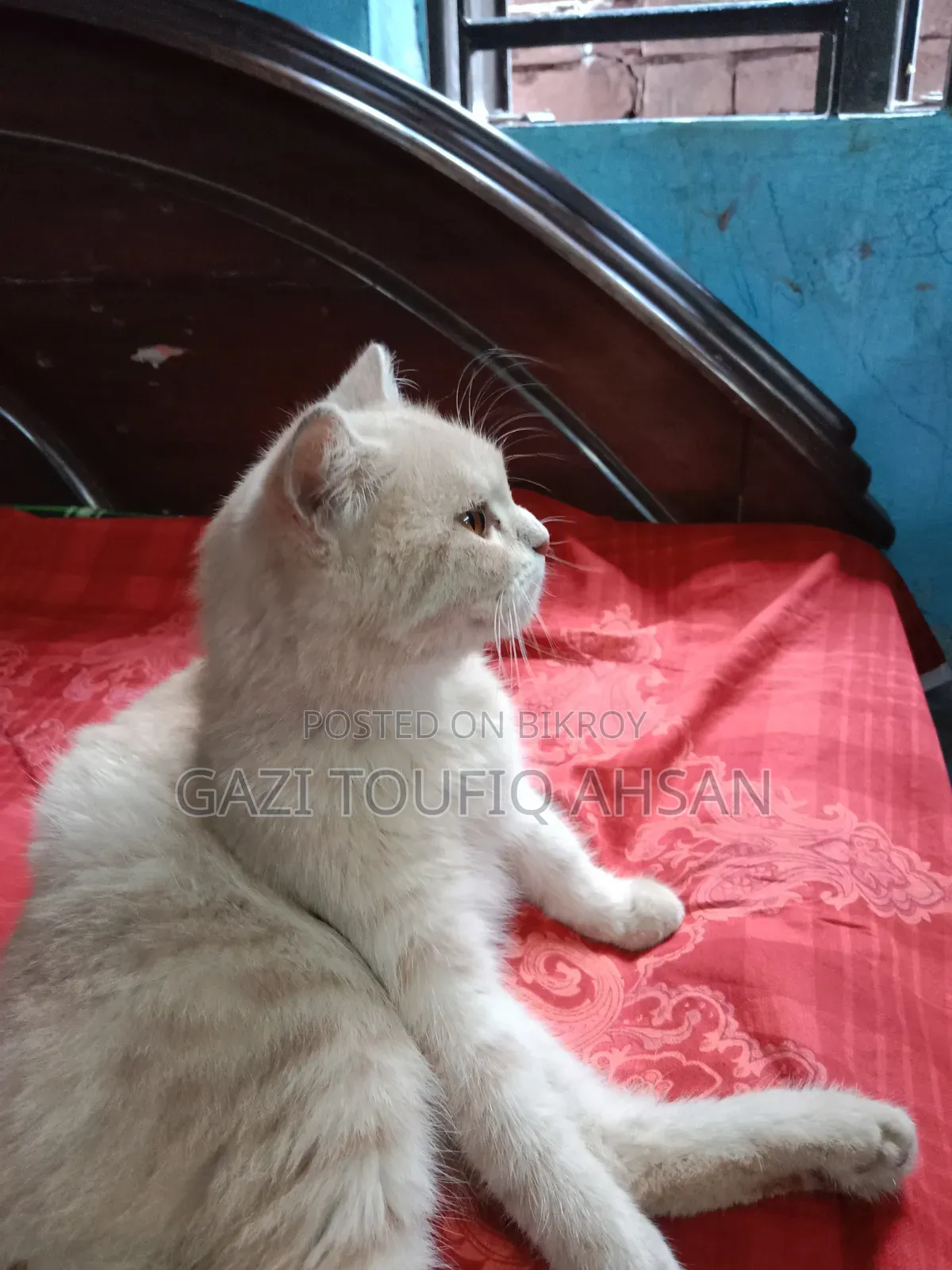 6-12 Months Female Mixed Breed British Shorthair