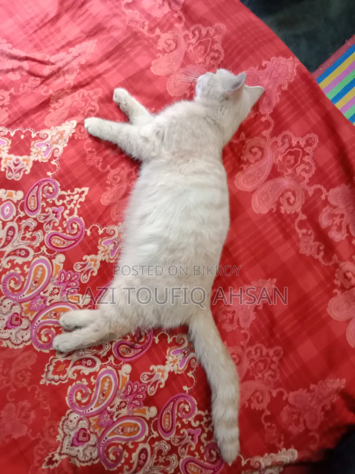 6-12 Months Female Mixed Breed British Shorthair