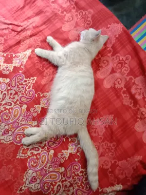6-12 Months Female Mixed Breed British Shorthair