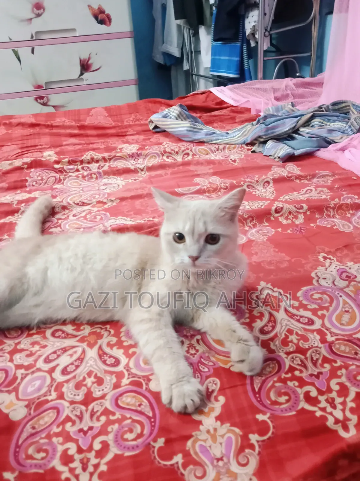 6-12 Months Female Mixed Breed British Shorthair