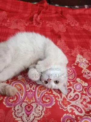 6-12 Months Female Mixed Breed British Shorthair