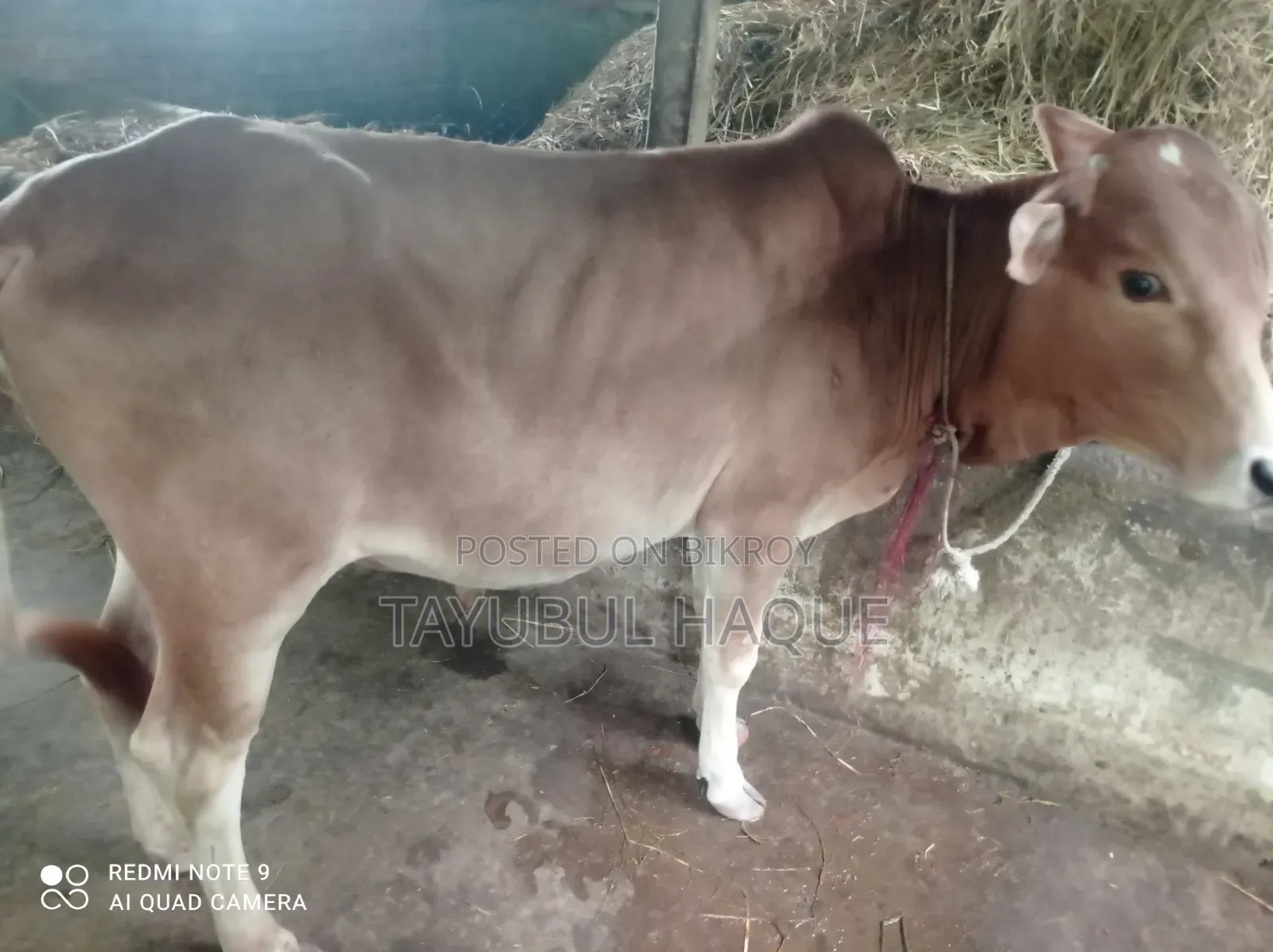 Cow and Calf for Sale