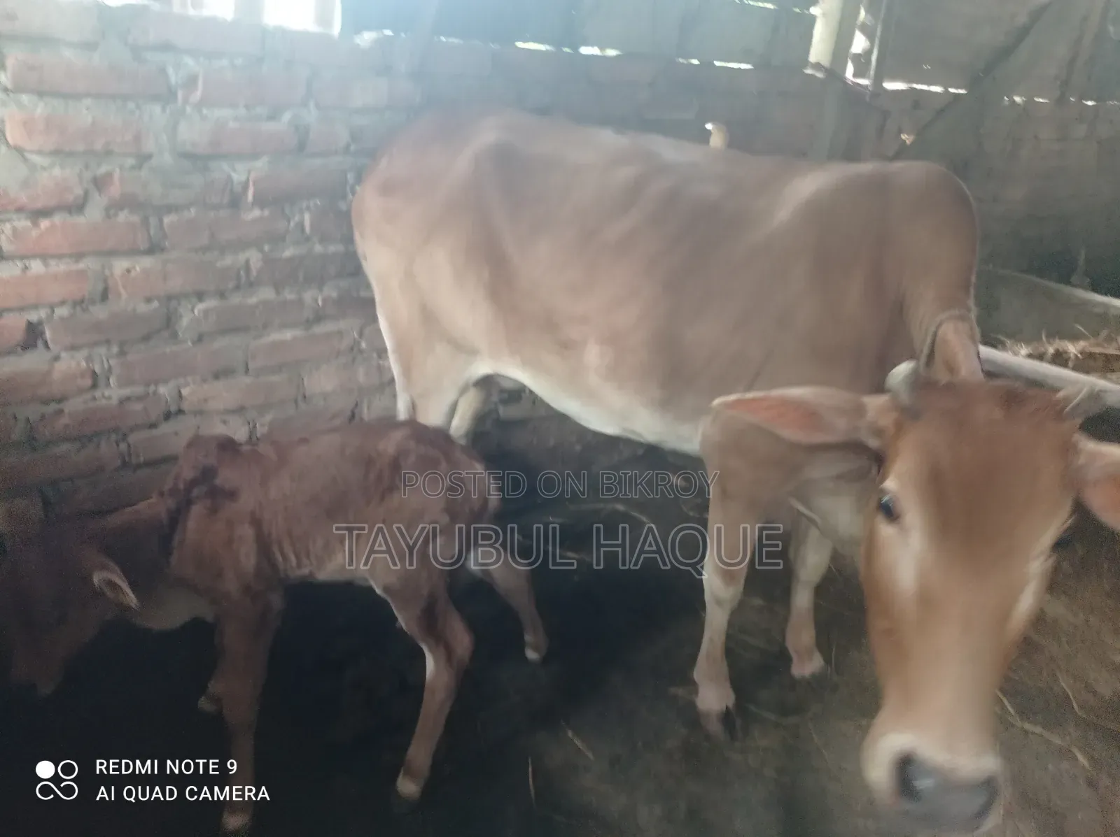 Cow and Calf for Sale
