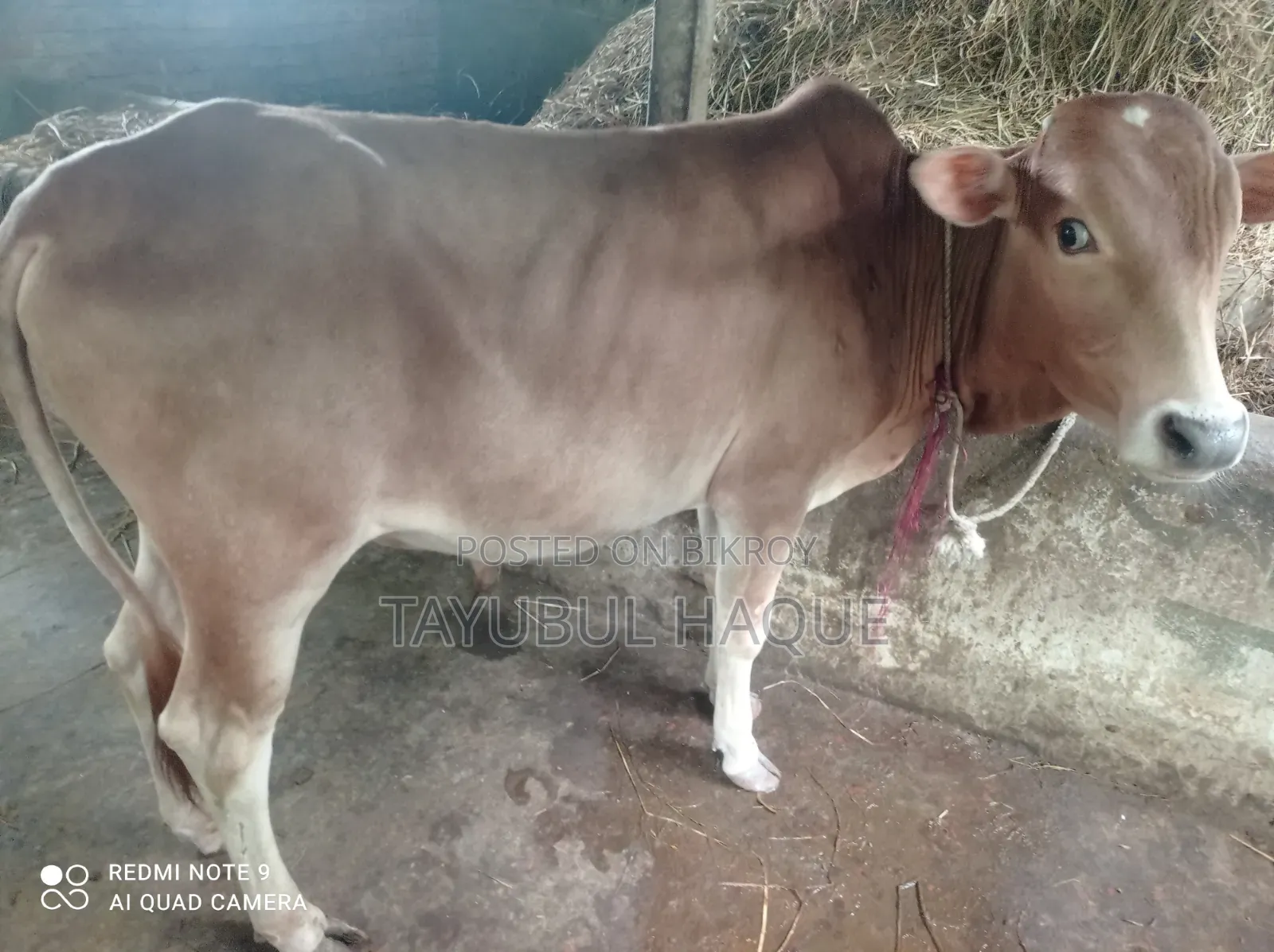 Cow and Calf for Sale
