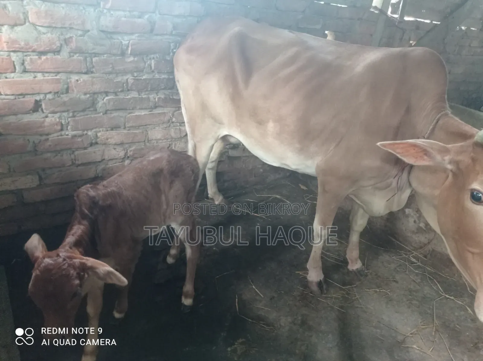 Cow and Calf for Sale