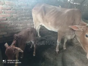 Cow and Calf for Sale