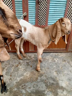 Totapuri cross goat with kid