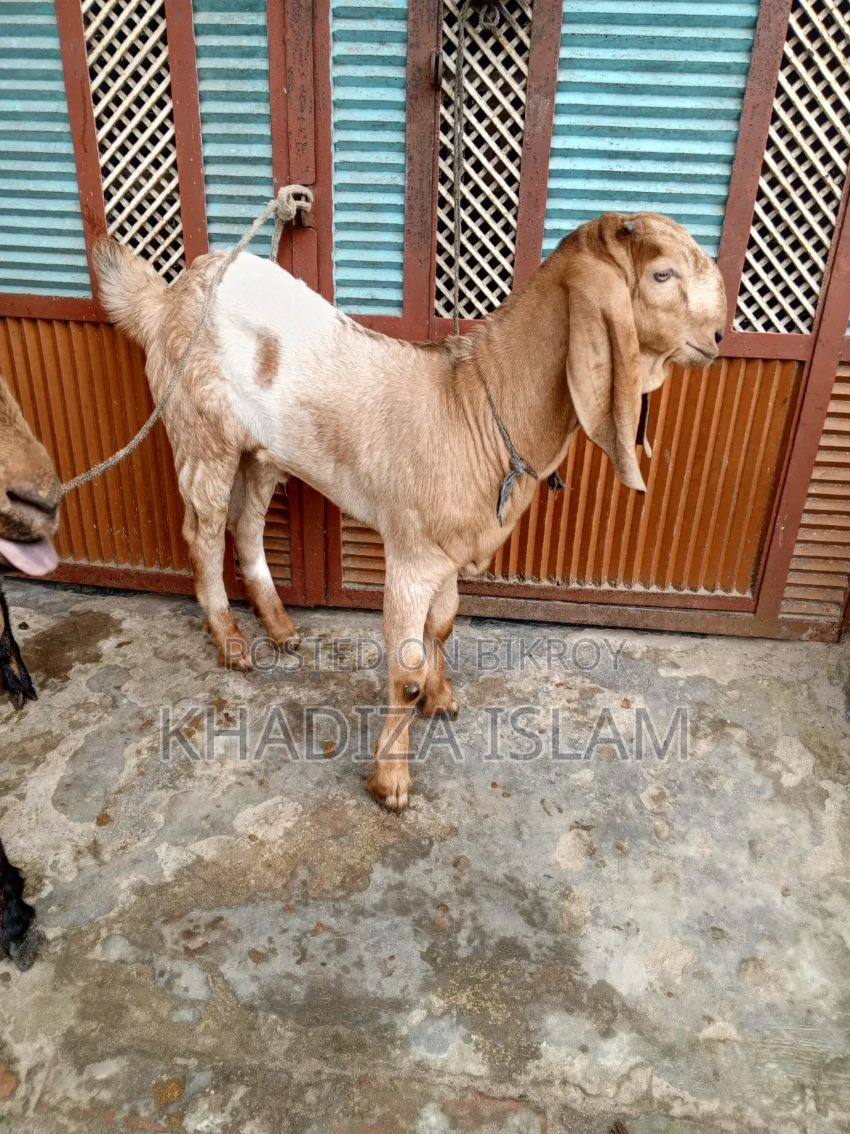 Totapuri cross goat with kid