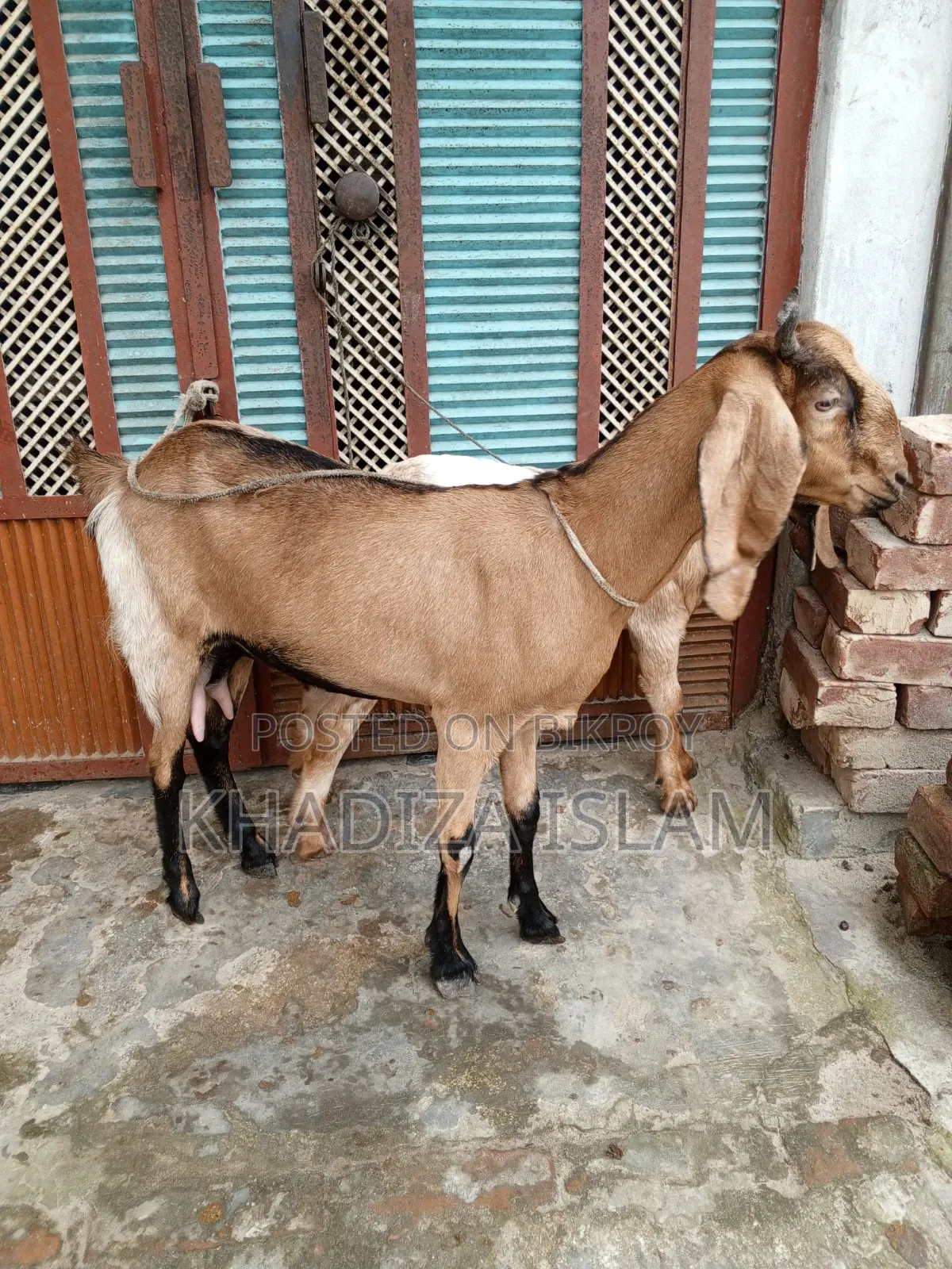 Totapuri cross goat with kid